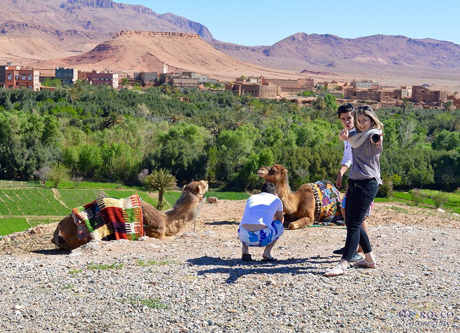 Tinghircamel